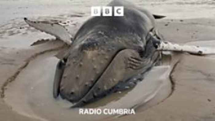 Stranded humpback whale saved