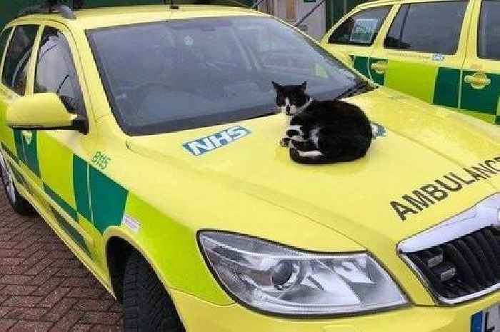 'Allergy risk' Walthamstow cat faces eviction from its ambulance station home after 16 years