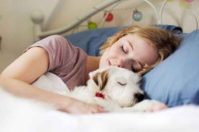 Harvard psychologist reveals what dogs dream about – and how to avoid nightmares