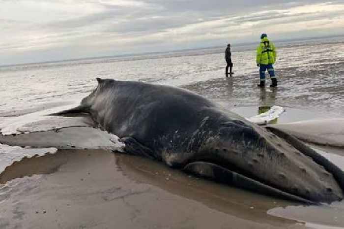 Humpback whale washes up on shore of Dumfries and Galloway