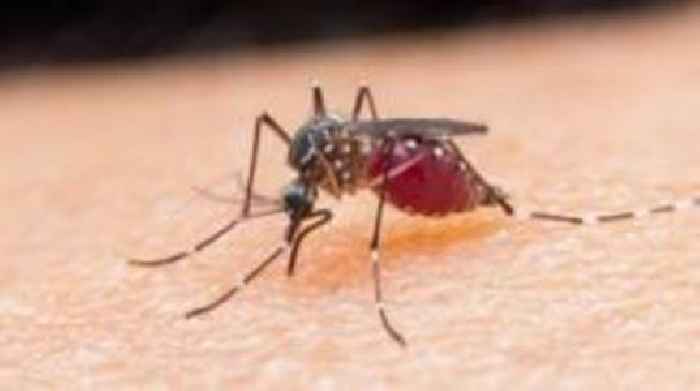 Egypt declared malaria-free after 100-year effort