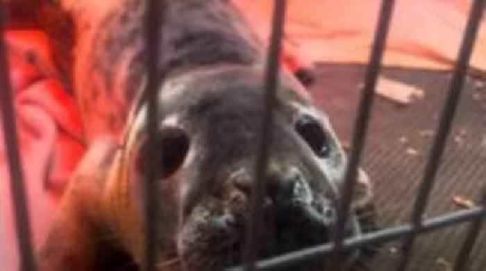 Angry rescued seal called Roar due to temper