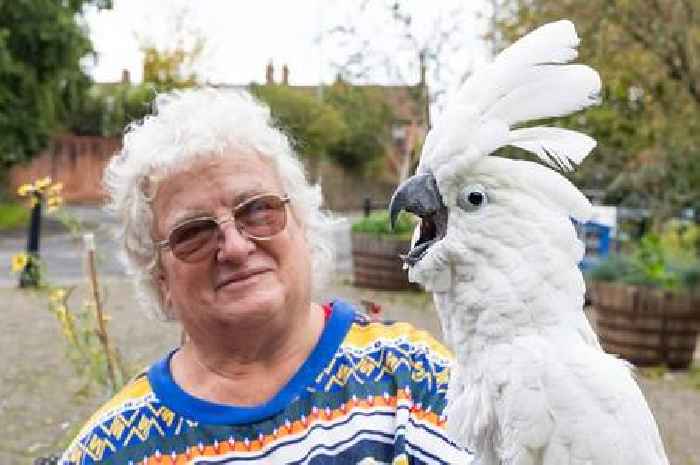 Couple have 20 pet parrots - and take them out and about town to see the sights