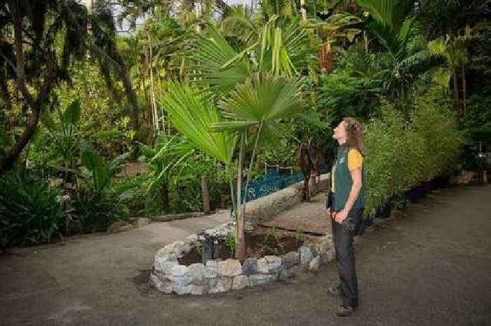 Eden Project welcomes 'extremely rare' palm tree discovered in 2006