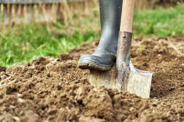 Gardeners told plant one vegetable by end of October if they want to grow it next year