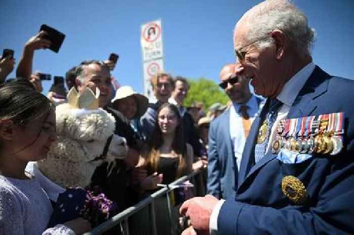 King Charles left in 'disbelief' after royal fan's alpaca sneezes on him in Australia