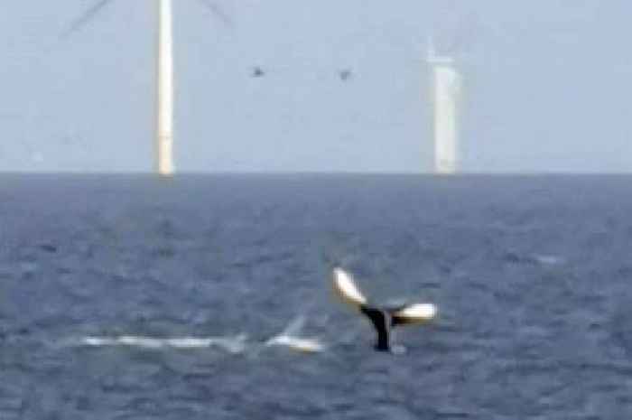 'Humpback whale' spotted off the coast of Wales sparks excitement