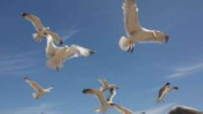 Birth control proposal for nuisance gulls