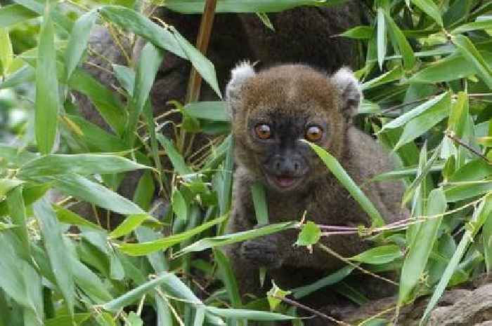 Critically endangered lemur born at Cotswold Wildlife Park