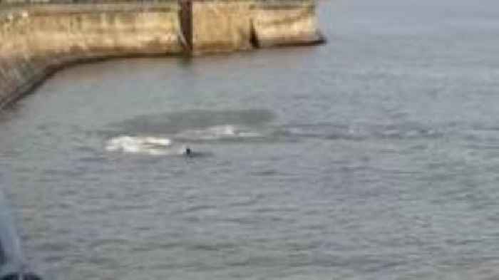 Dolphin spotted catching fish close to harbour