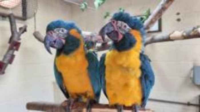 Endangered parrots escape London Zoo