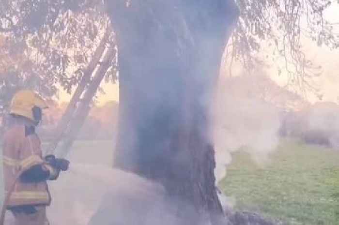 Freak moment firefighters tackle tree burning from the inside out