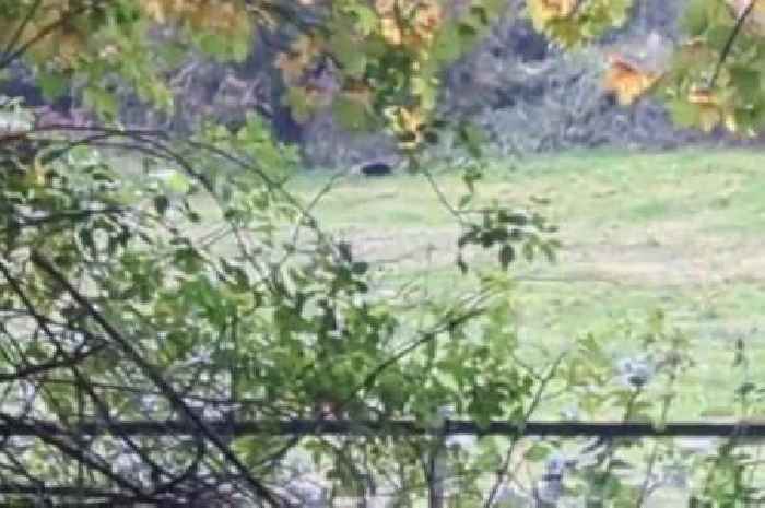 'Black panther' spotted roaming Welsh countryside by shocked couple