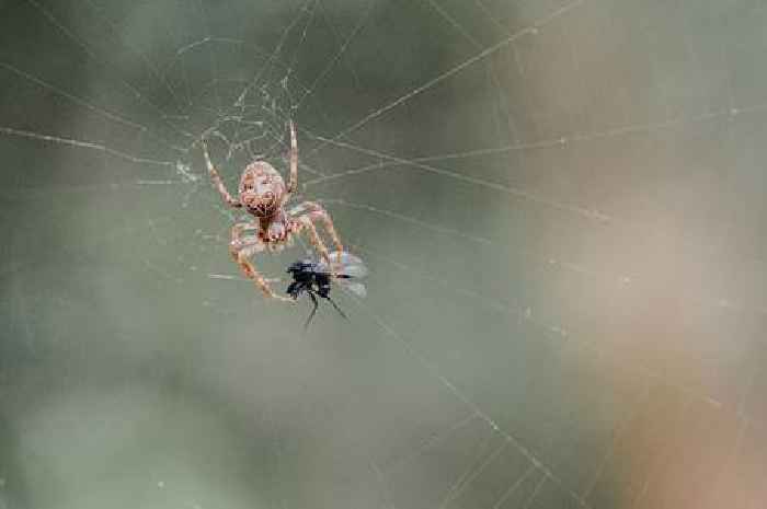 Cleaning expert shares easy way to keep spiders out of your home this autumn