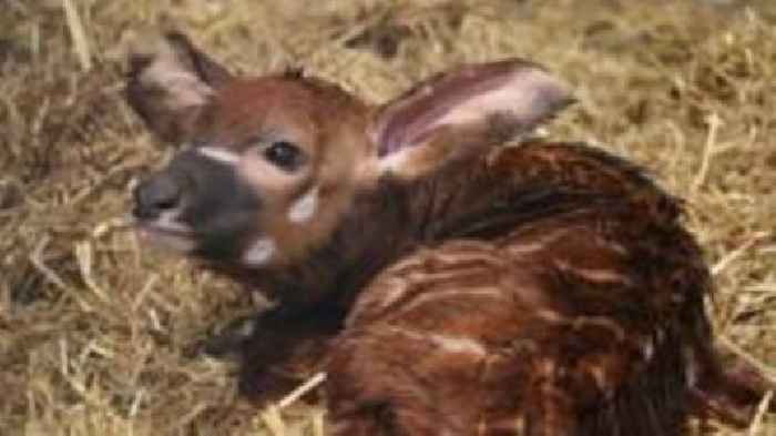 Critically endangered antelope born in UK safari park