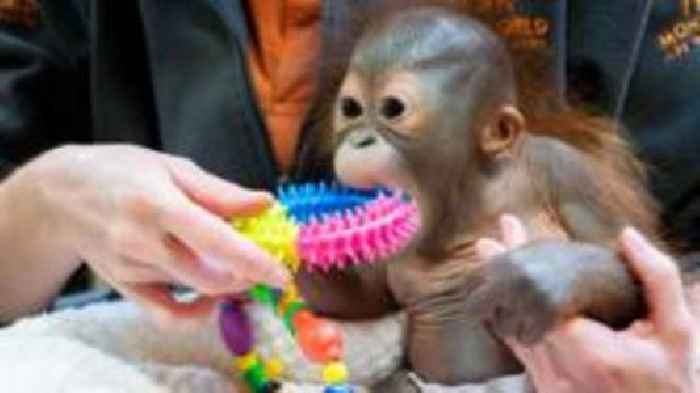 Baby orangutan Sibu Jr settles into new home