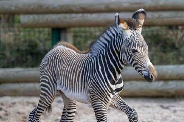 Endangered animal born at West Midlands tourist attraction after 13-month pregnancy