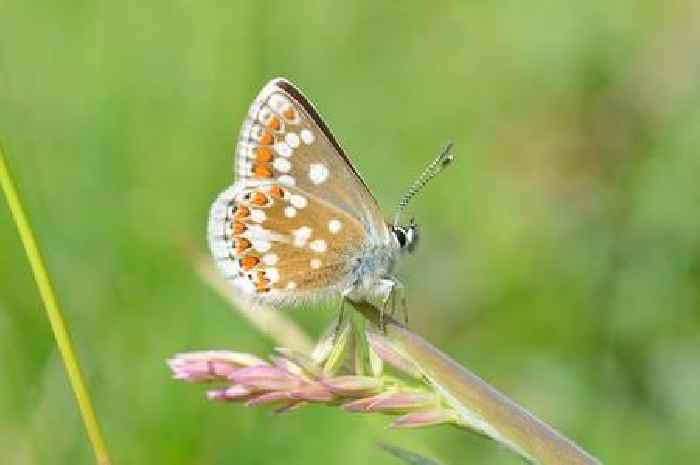 Butterfly project is ready to take flight in Dumfries and Galloway