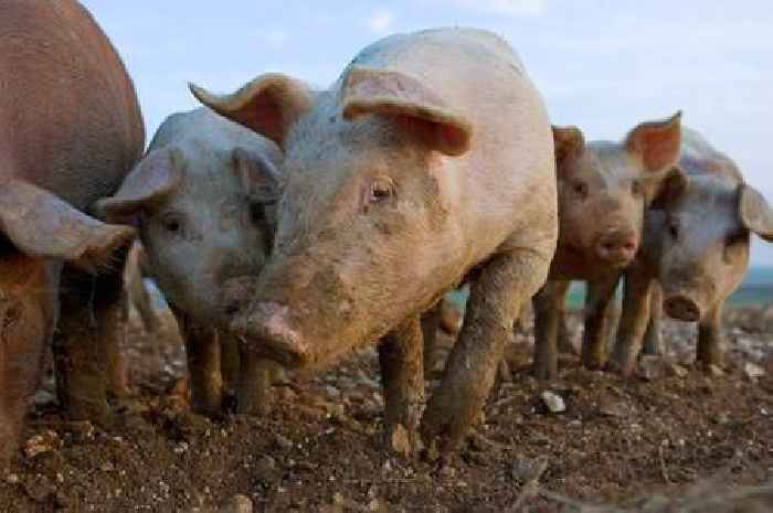 Farmers banned from owning animals after dogs and pigs found feasting on rotten carcasses