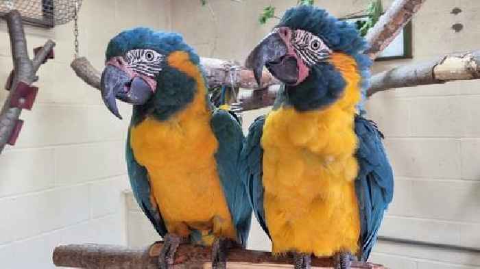 Parrots missing from London Zoo found behind Cambridgeshire family's garden