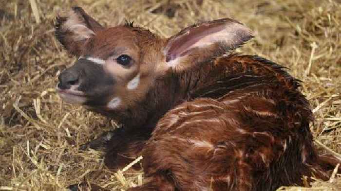 UK safari park welcomes one of Earth's most endangered animals