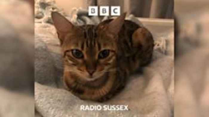 Fox attacks pet cat in Brighton