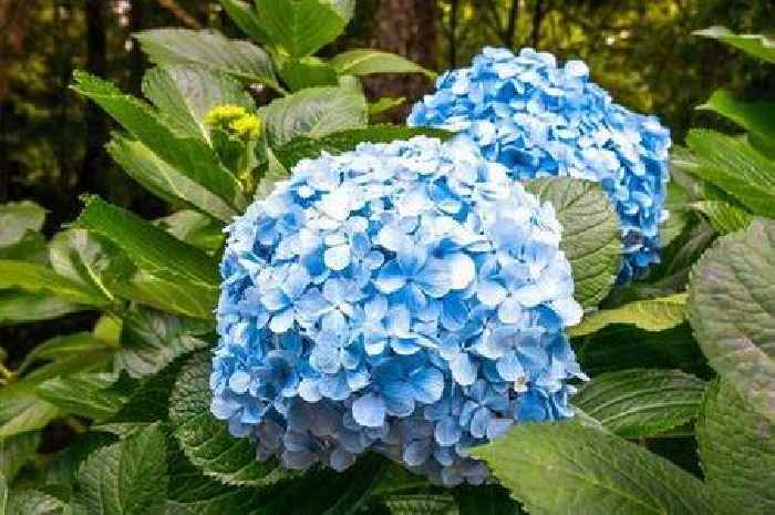 Gardener shares 'easy' 10-minute trick to ensure 'spectacular' hydrangea blooms