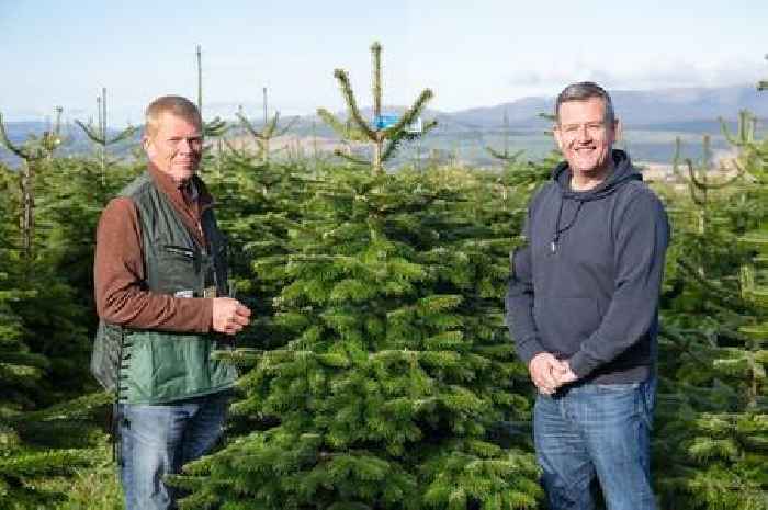 Dobbies to give away real Christmas trees for free ahead of festive season