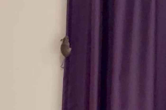 Carer woken up in Premier Inn as 'hamster-sized' mouse ran across her face