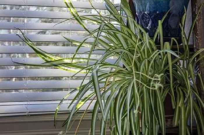 Six houseplants that help to reduce dust and purify the air at home this winter