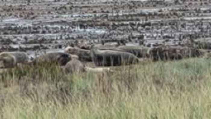 First seal pup of the season spotted at reserve