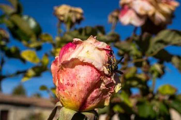 'Essential' advice on keeping roses alive through winter by a gardening expert