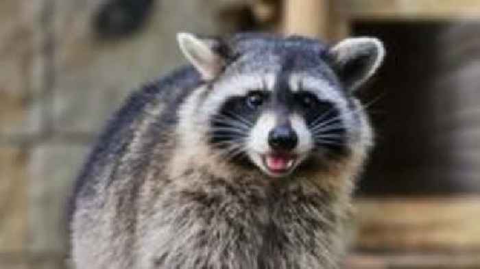 Four raccoons on the loose after escape from zoo