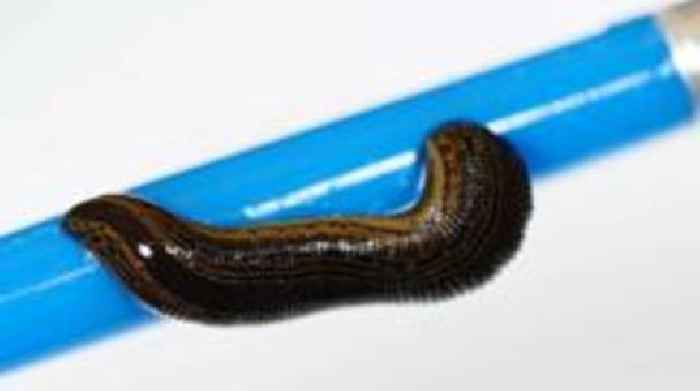 Rare baby leeches hatch at Highland Wildlife Park