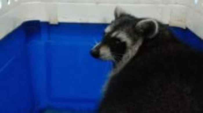 Missing raccoon captured but three still at large