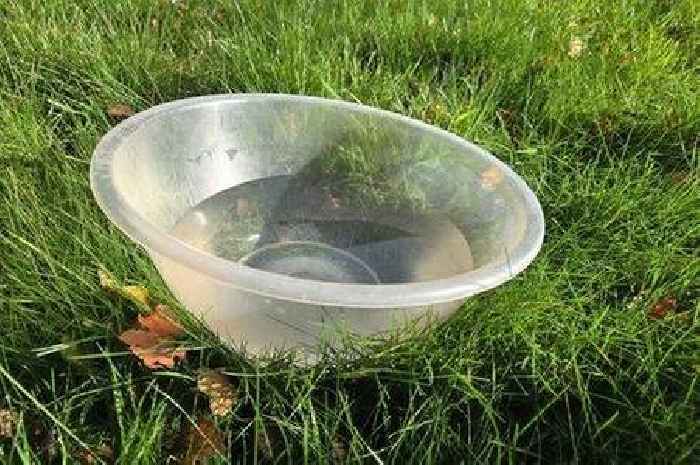 Gardeners told to put out 'life-saving' item as experts say 'timing is key'