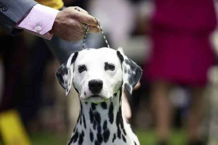 Vet's warning about four dog breeds that 'first-time owners should avoid'