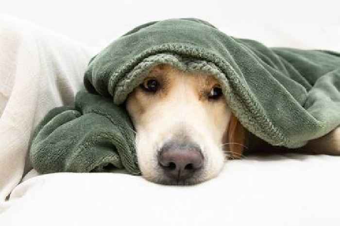 Four key tips to keep your dog calm on Bonfire Night