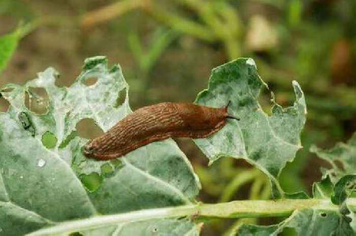 Gardening expert shares 'simple' way to get rid of slugs using just one £1.50 item