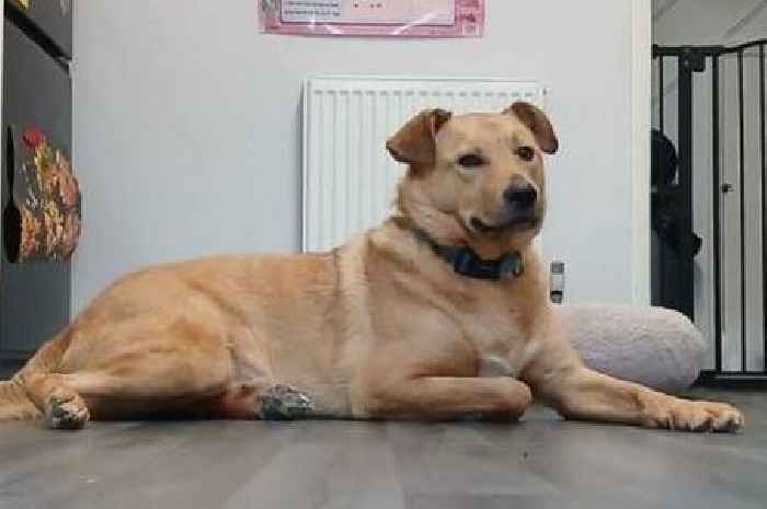 Dog started devastating kitchen fire in Kent after switching on toaster as family cat resuscitated