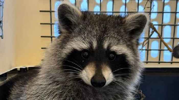 'We're ecstatic!': Second racoon found after zoo escape