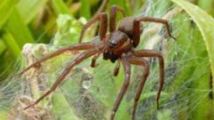 'Giant spiders' thriving in wild after zoo release