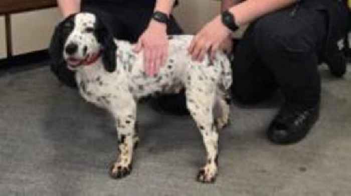 Stolen Daisy reunited with owners after eight years