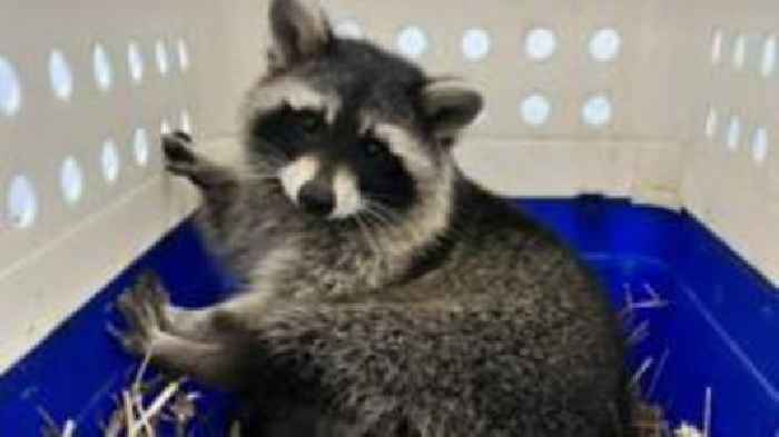 Third racoon found as one remains on the loose