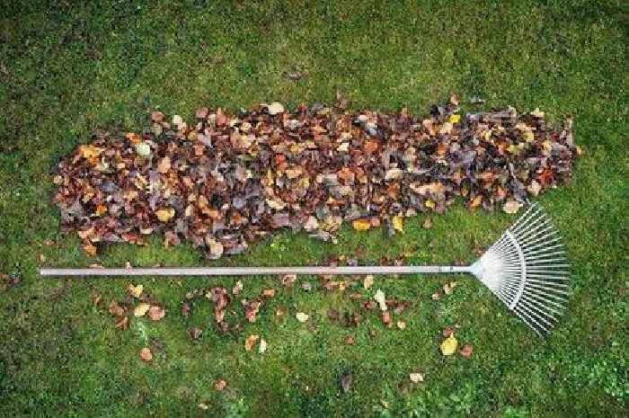 Gardeners warned not to rake up autumn leaves as their 'work is far from done'