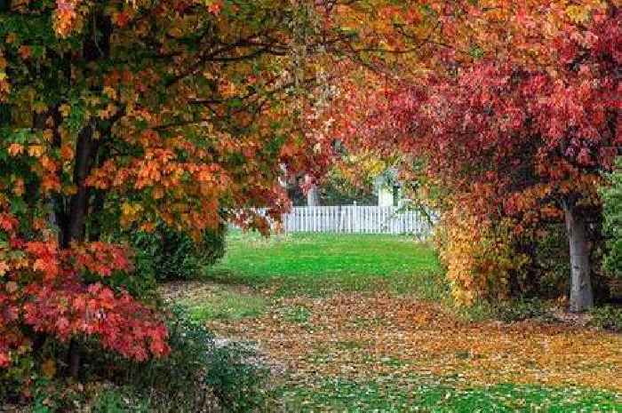 Gardeners warned over removing autumn leaves from lawns