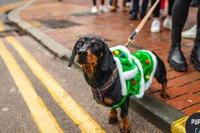 Pop up sausage dog cafe dressed in Christmas props coming to Essex