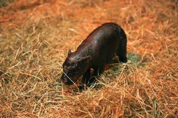 Edinburgh Zoo welcomes 'Moo Deng' pygmy hippo calf