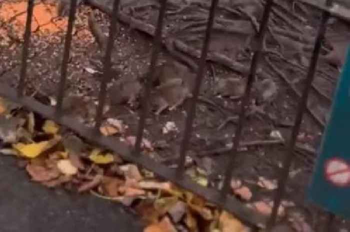 Glasgow park branded 'Ratland' after skin-crawling video shows dozens of pests