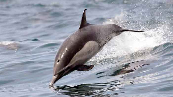 Butchered dolphin remains discovered on beach